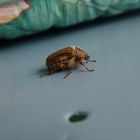 Unknown, uninvited beetle