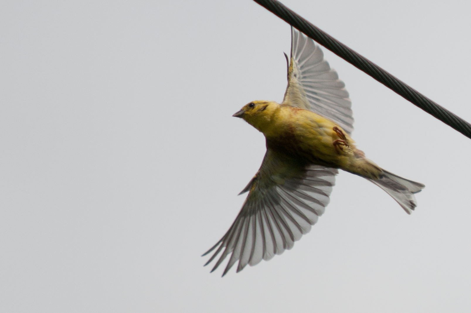 unknown yellow bird