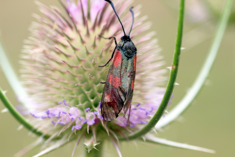 unknowns auf Distel