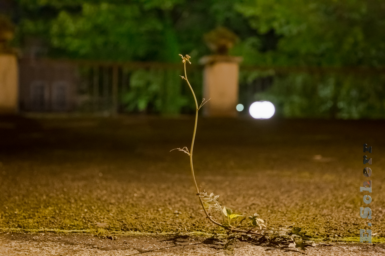 unkraut am kirchenparkplatz