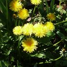 Unkraut am morgen - bringt (keine) kummer und sorgen - wilde zone im garten