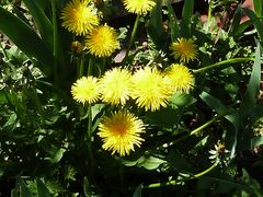 Unkraut am morgen - bringt (keine) kummer und sorgen - wilde zone im garten