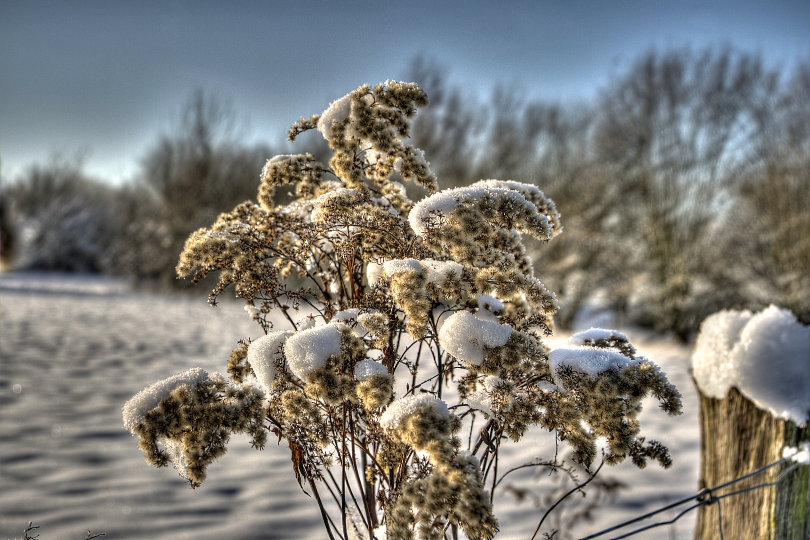 unkraut hdr