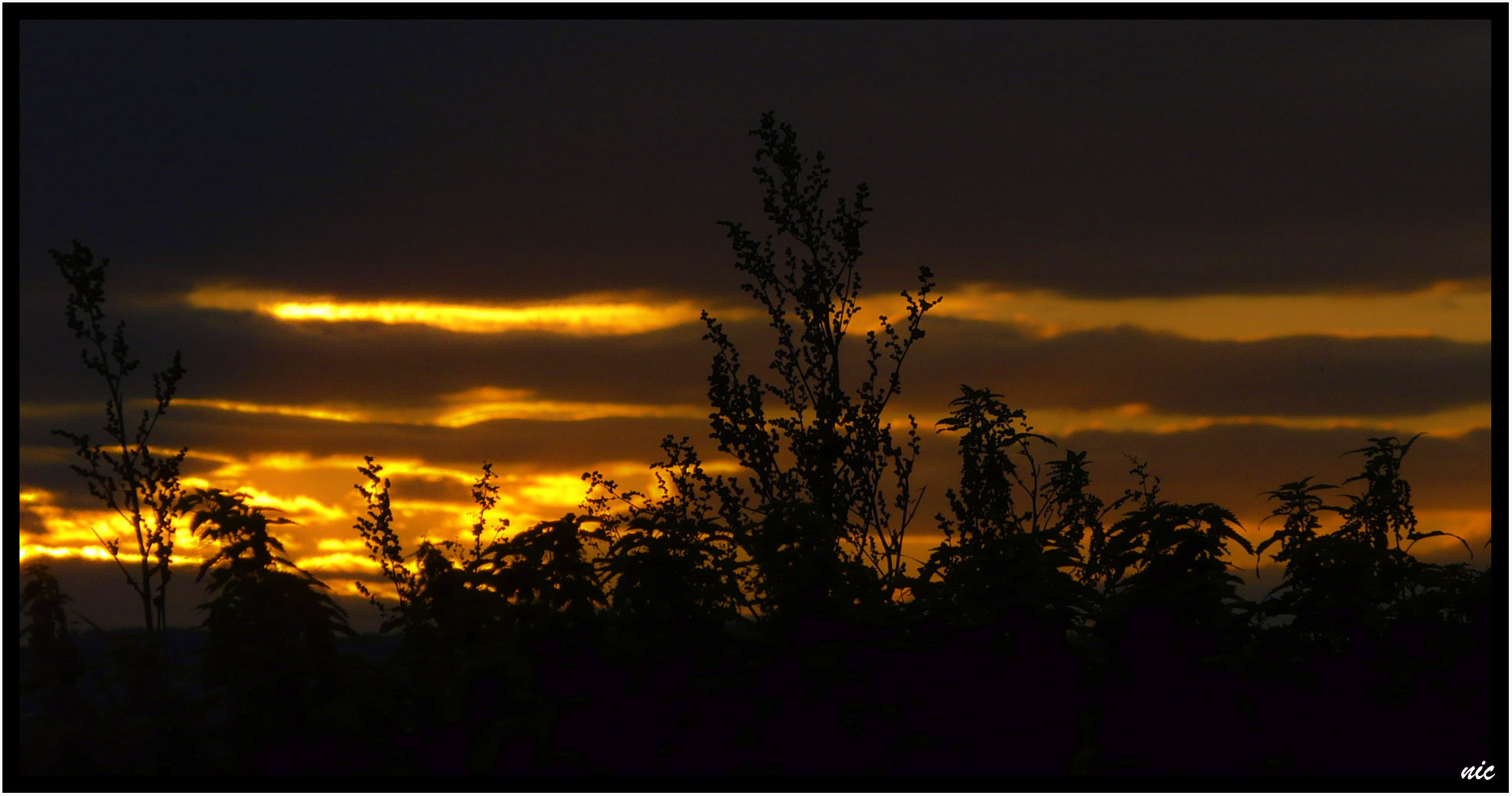 Unkraut im Abendrot