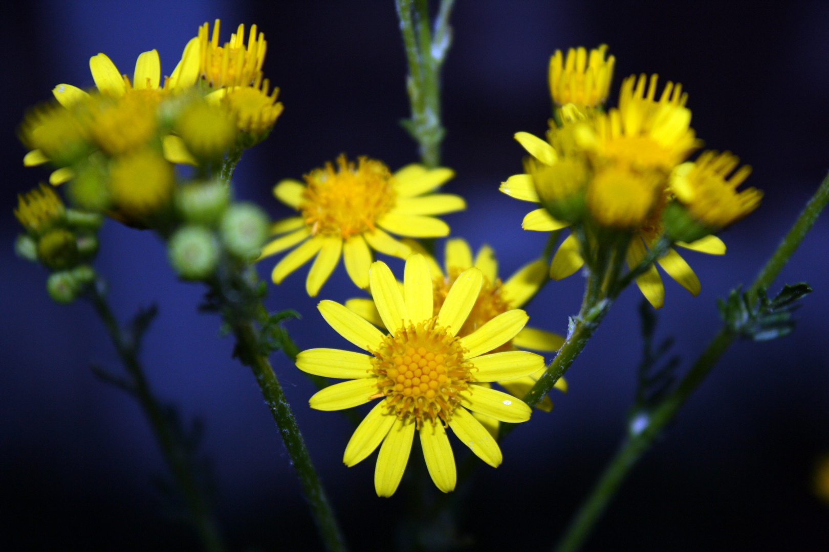 Unkraut im Garten Foto & Bild | pflanzen, pilze & flechten ...