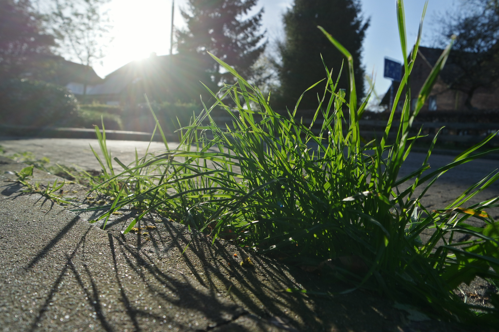 Unkraut im Gegenlicht