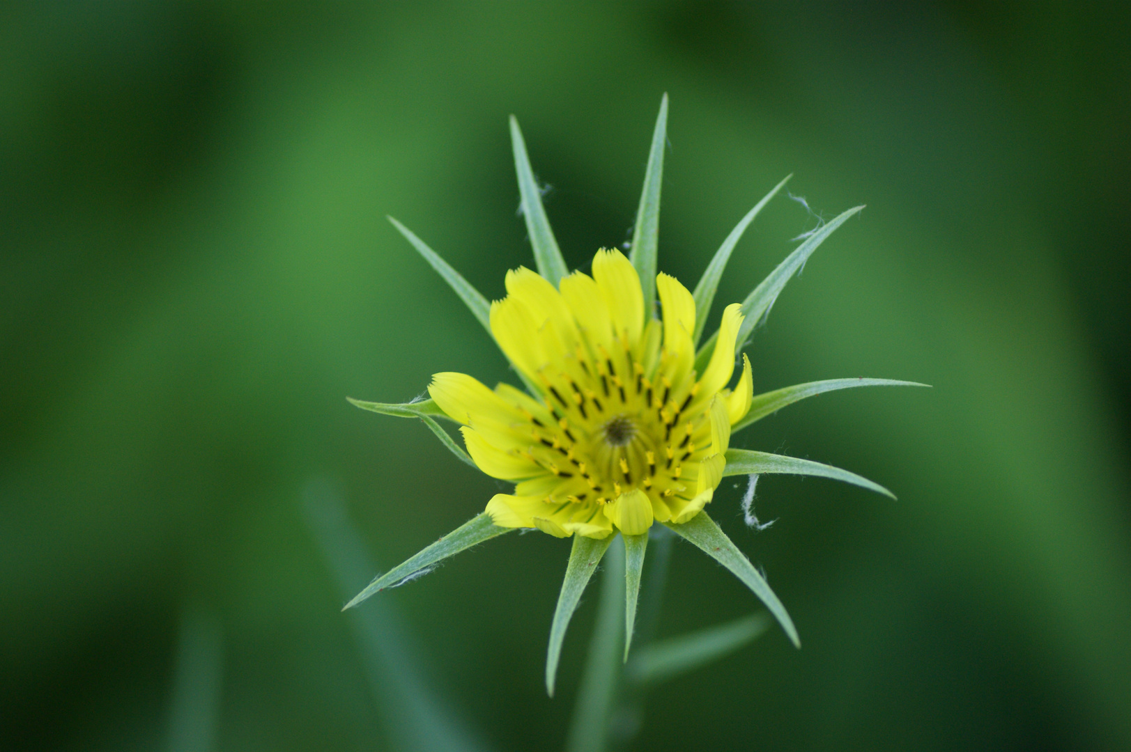 Unkraut in meinem Garten