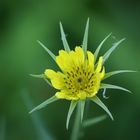 Unkraut in meinem Garten