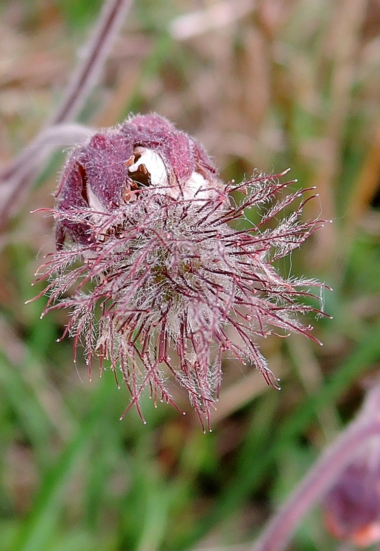 Unkraut oder Wiesenschönheit