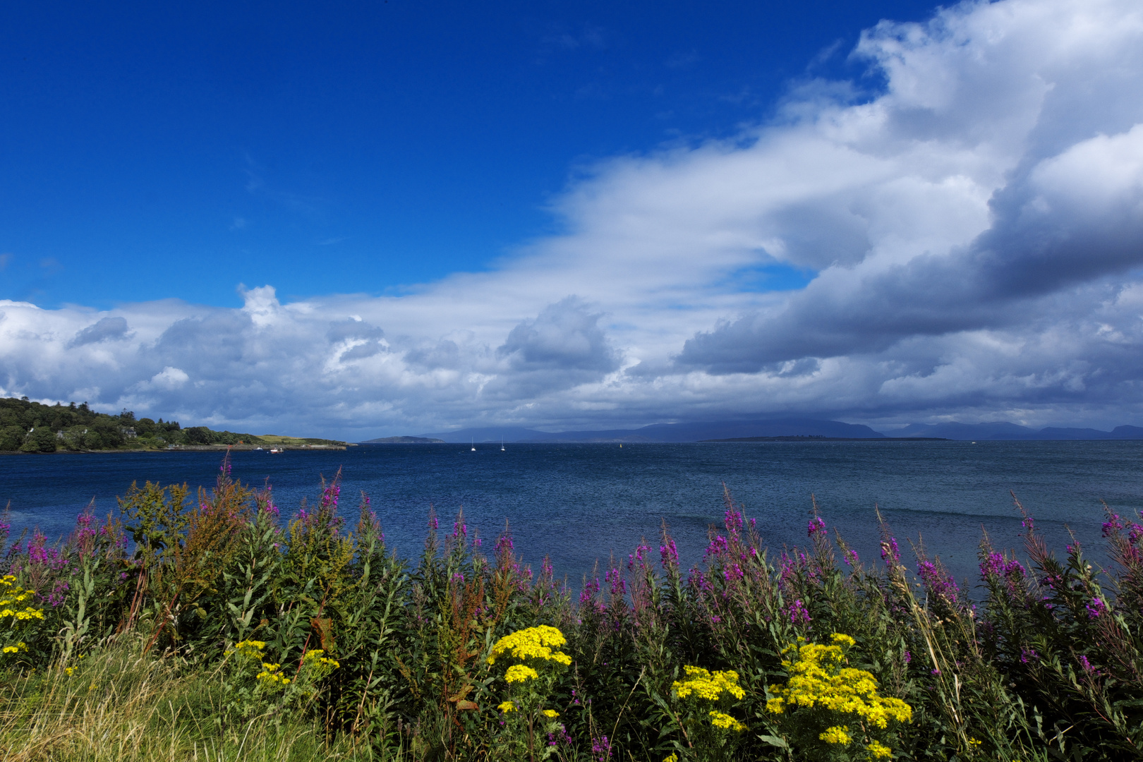 Unkraut und Meer