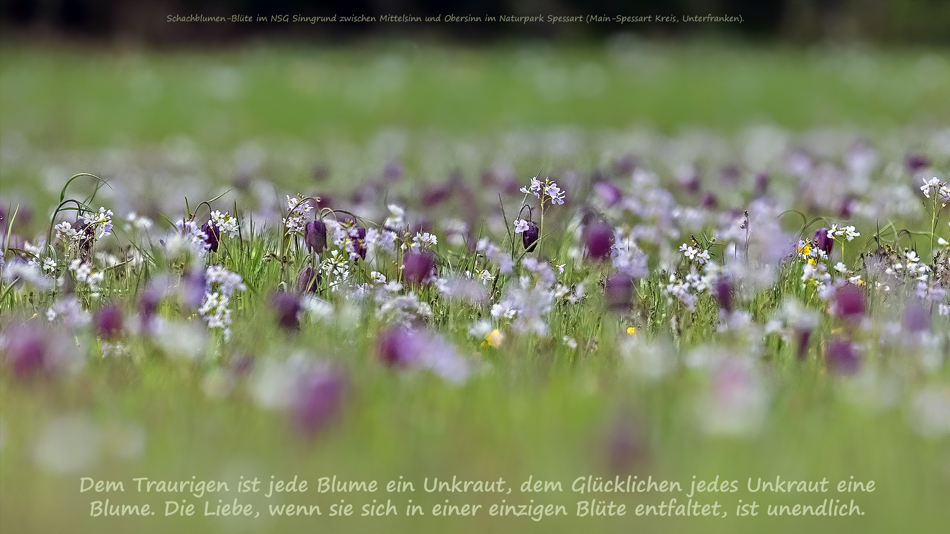 UNKRAUT versus BLUME - die Liebe in einer Blüte ist unendlich!