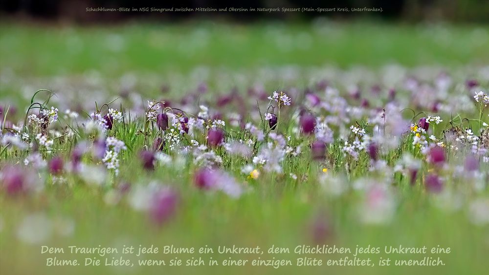 UNKRAUT versus BLUME - die Liebe in einer Blüte ist unendlich!