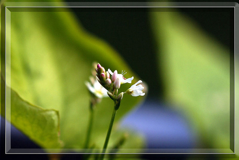 Unkrautblüte