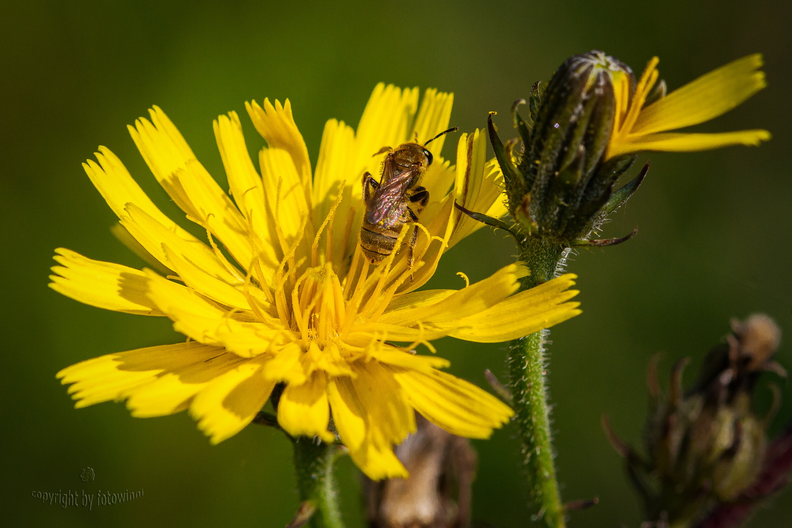 Unkrautblüte mit Besuch