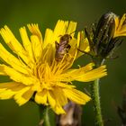 Unkrautblüte mit Besuch