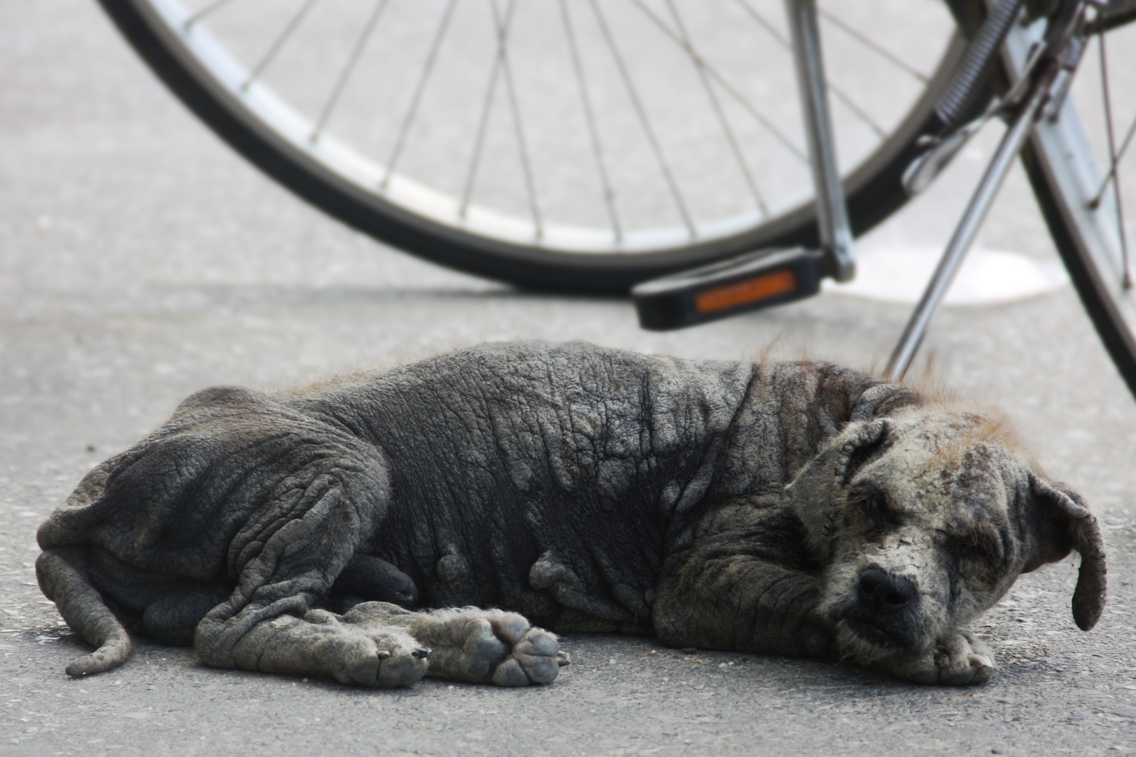 unlucky poor old street-dog