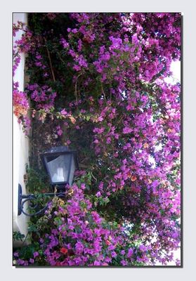 Unmenge von Bougainvilea Blüten!!!!