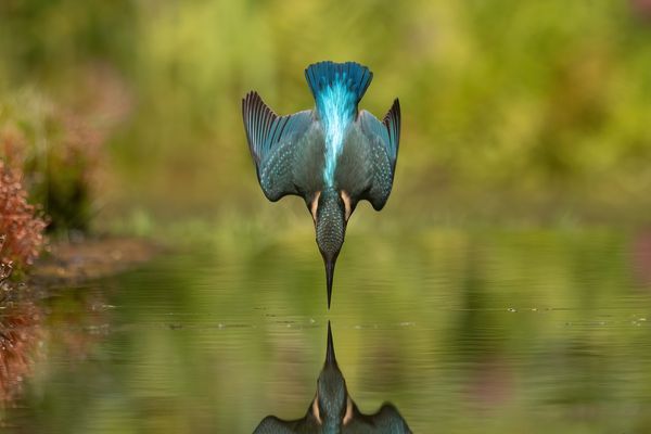 Unmittelbar vor dem Eintauchen