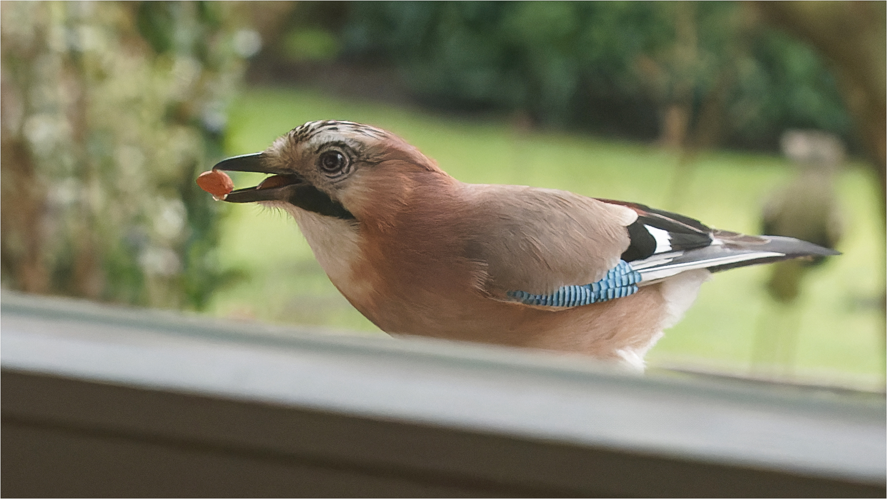 unmittelbar vor dem Fenster  .....