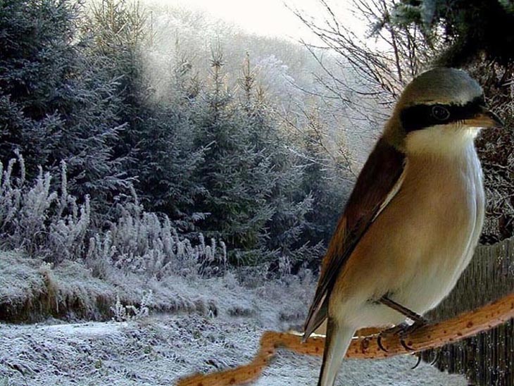 Unmöglicher Wintergast