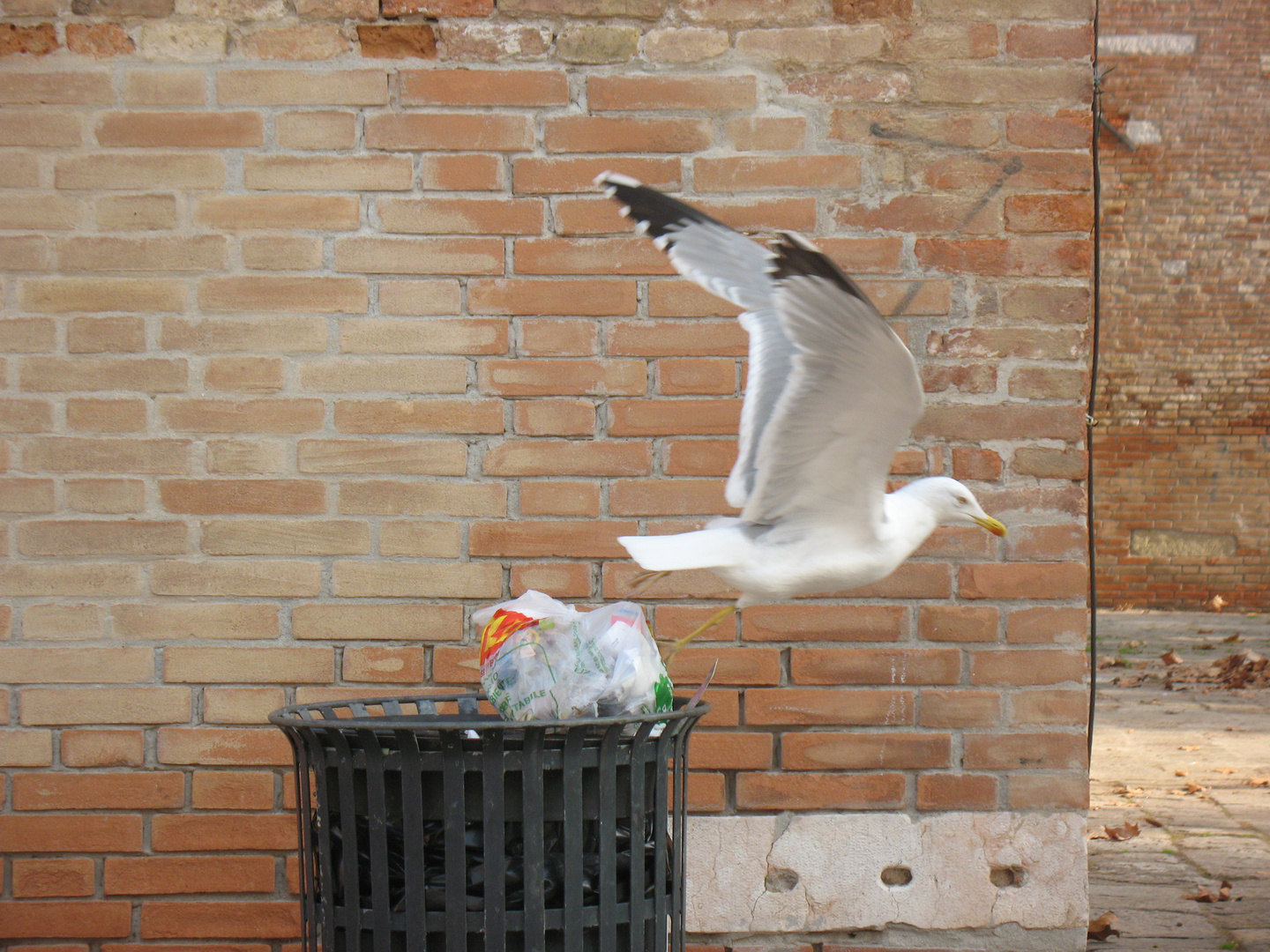 uno che volo sul...la spazzatura