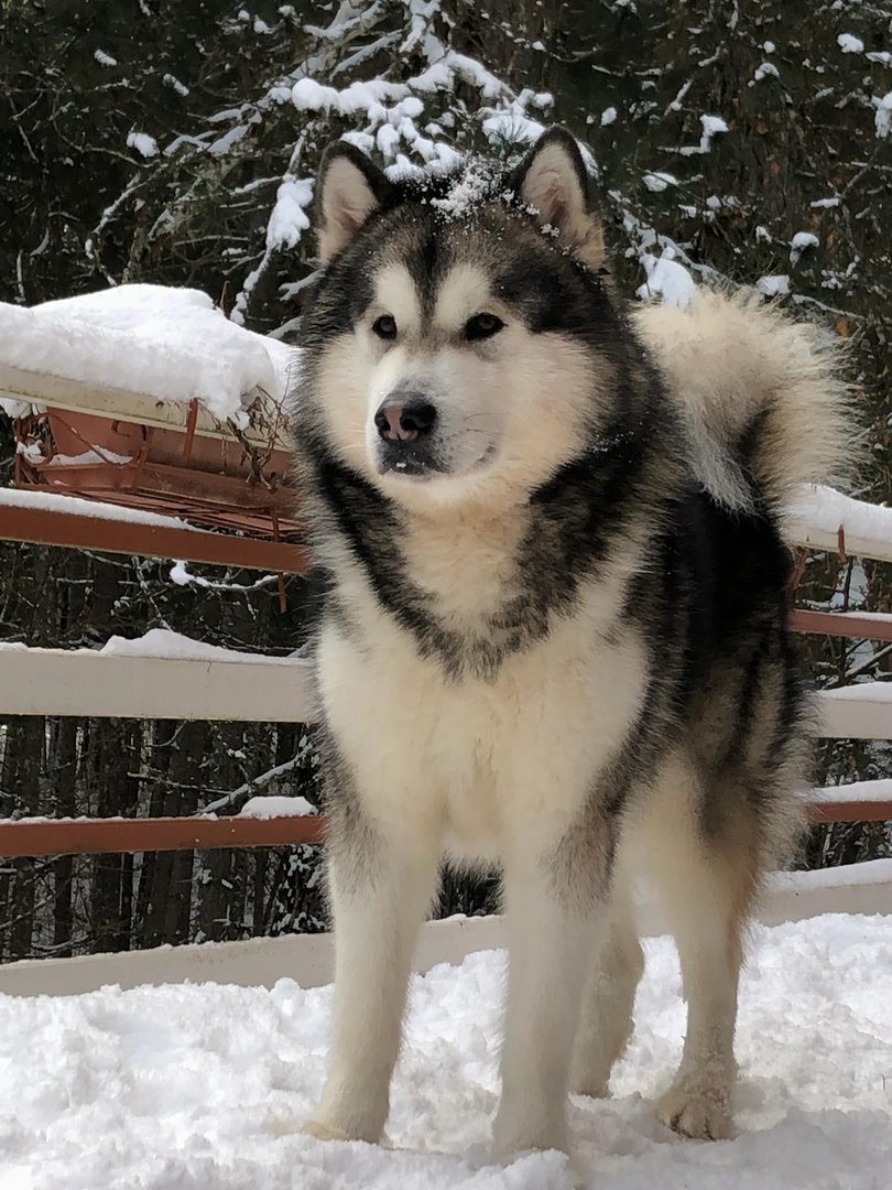 uno dei miei Malamute