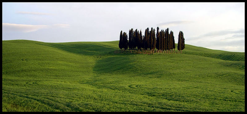 Uno, due, tre, ... tanti alberi