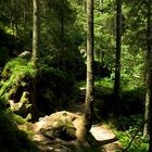 Uno scatto nel sottobosco