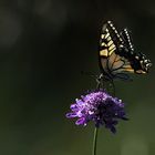 Uno scatto .... prima del temporale