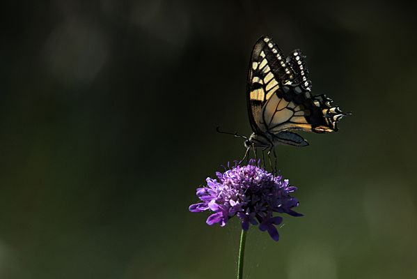 Uno scatto .... prima del temporale