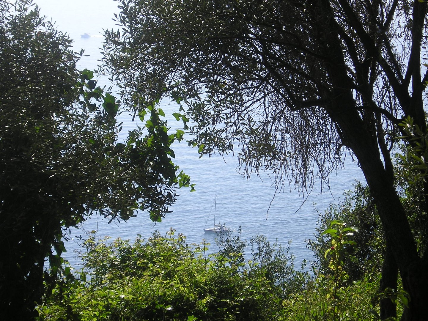 Uno scorcio di mare tra gli alberi..