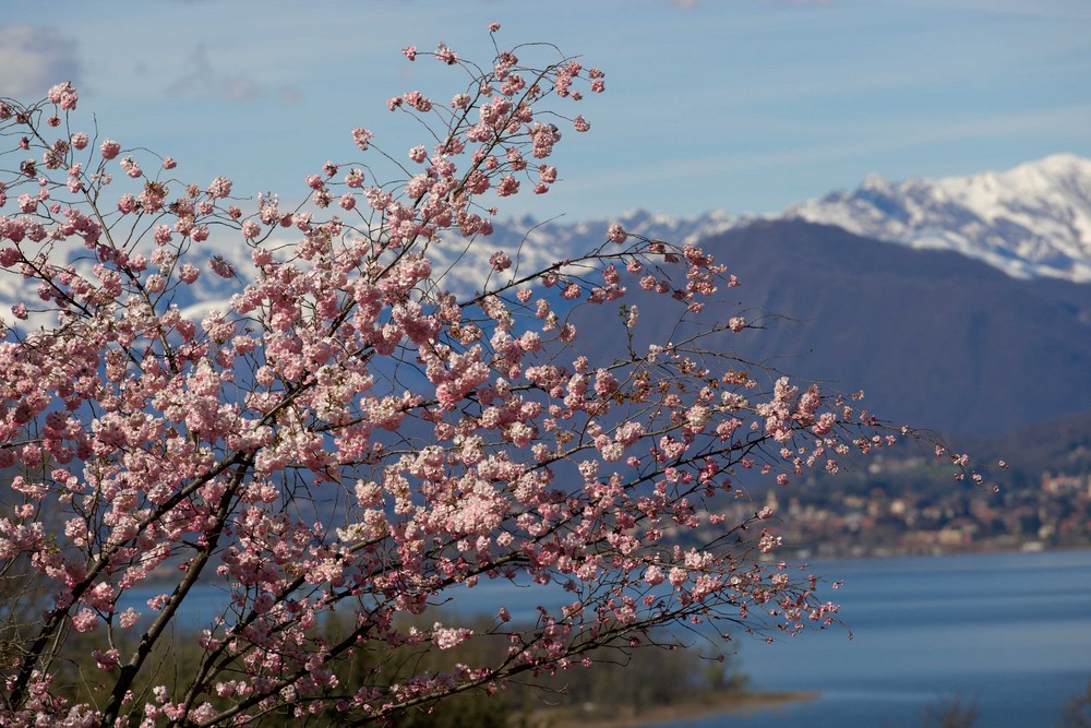 ... uno scorcio di primavera sul lago di Varese ...