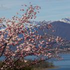 ... uno scorcio di primavera sul lago di Varese ...