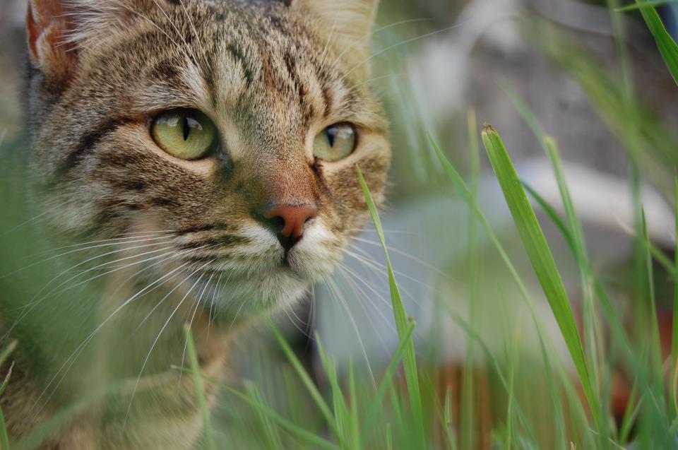 Uno splendido felino