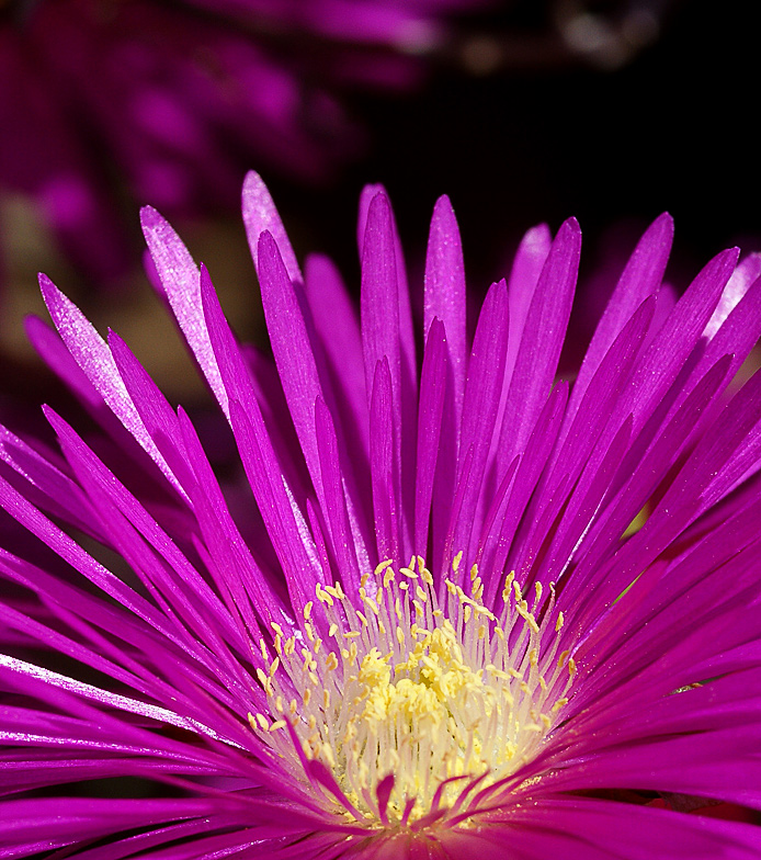 Uno spruzzo di colori