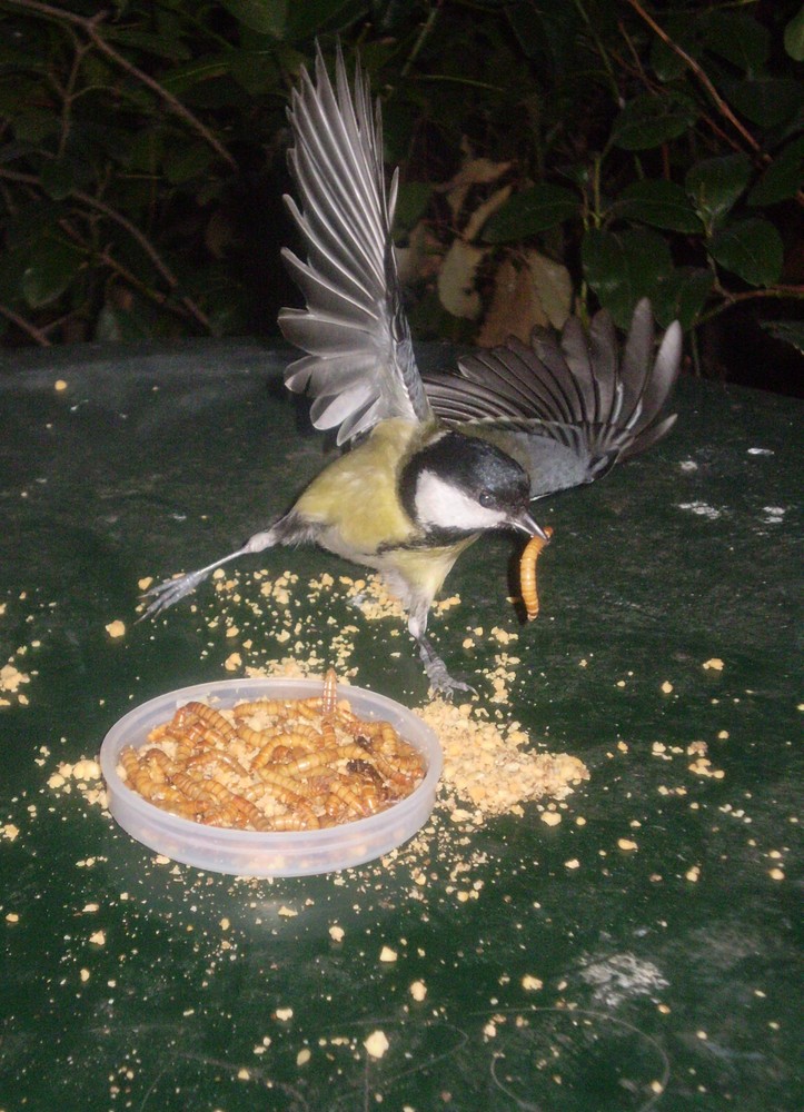 Uno spuntino ... al volo