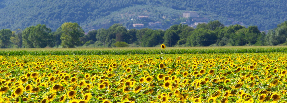 uno su mille