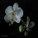 Un'Orchidea bianca