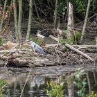 unordentliches Reihernest im Biberteich