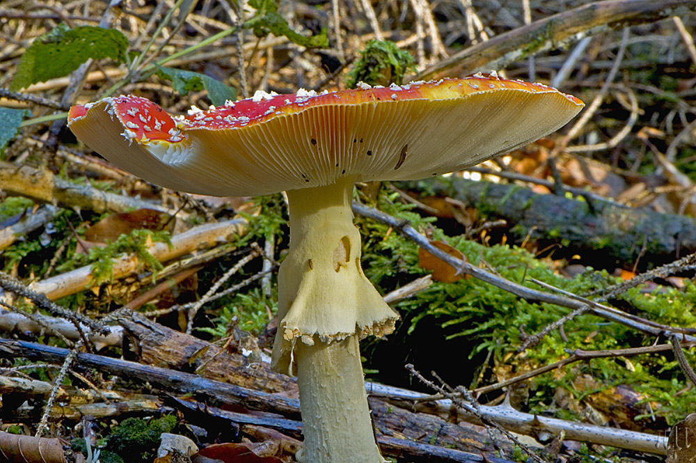 unordnung im wald