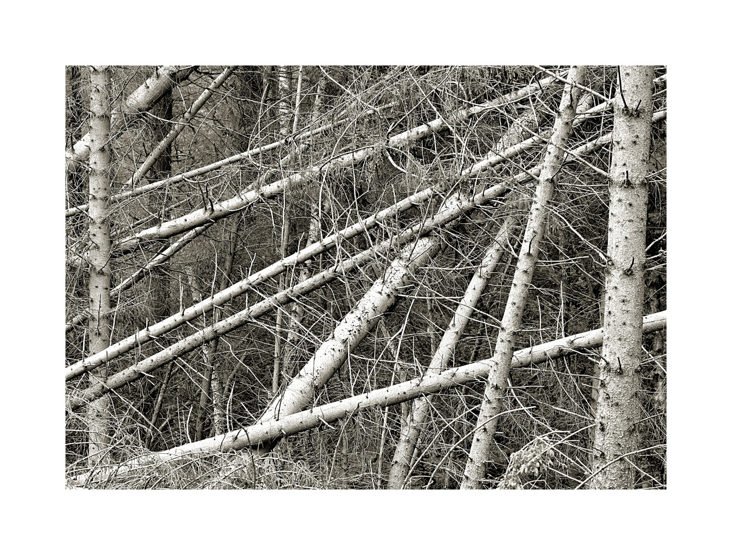 Unordnung im Wald