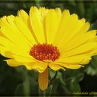 Unperfekte Calendula officinalis (Ringelblume)