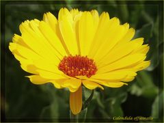 Unperfekte Calendula officinalis (Ringelblume)