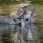 unperfekter Wasserlande-Spass