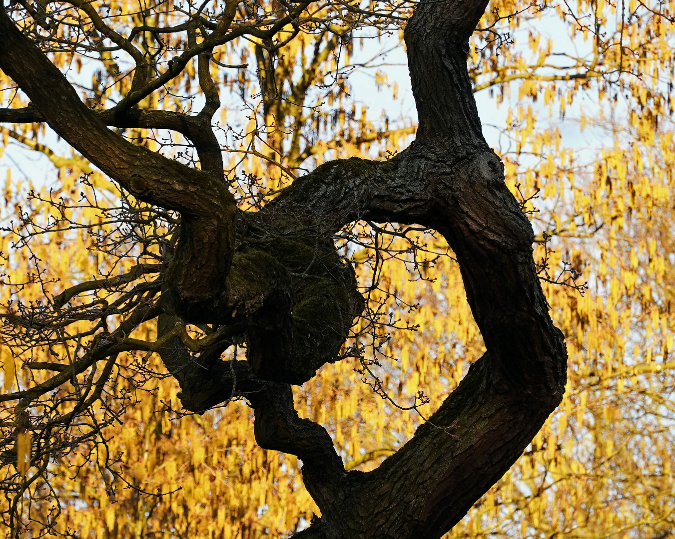 Unplugged - mein Freund der Baum