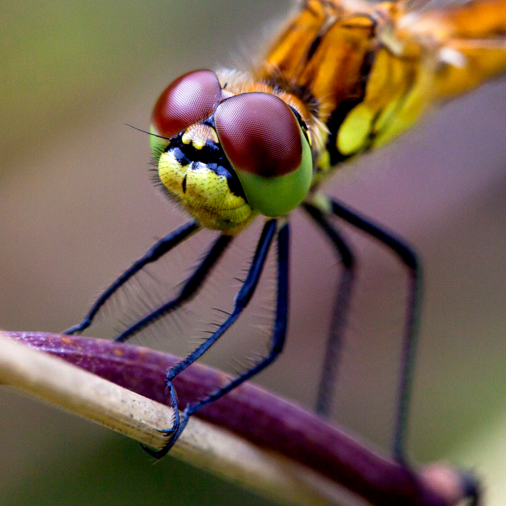 unrasiert und rote Augen