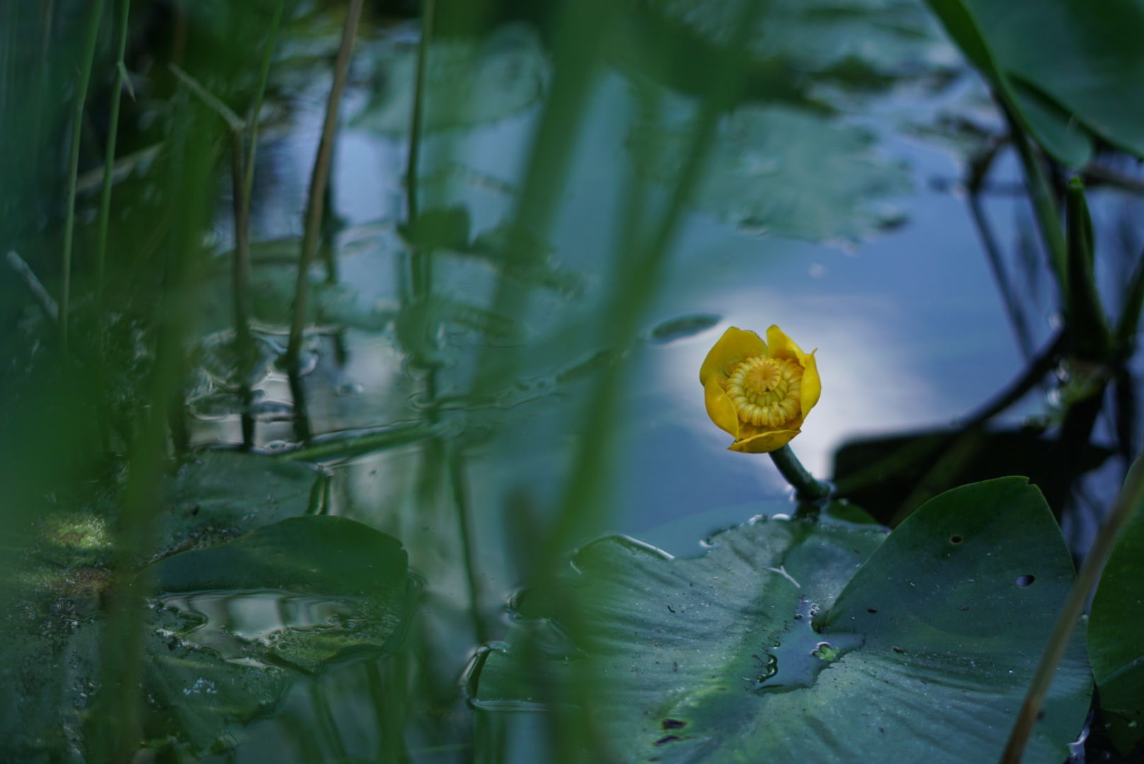 Unreal Waterlily