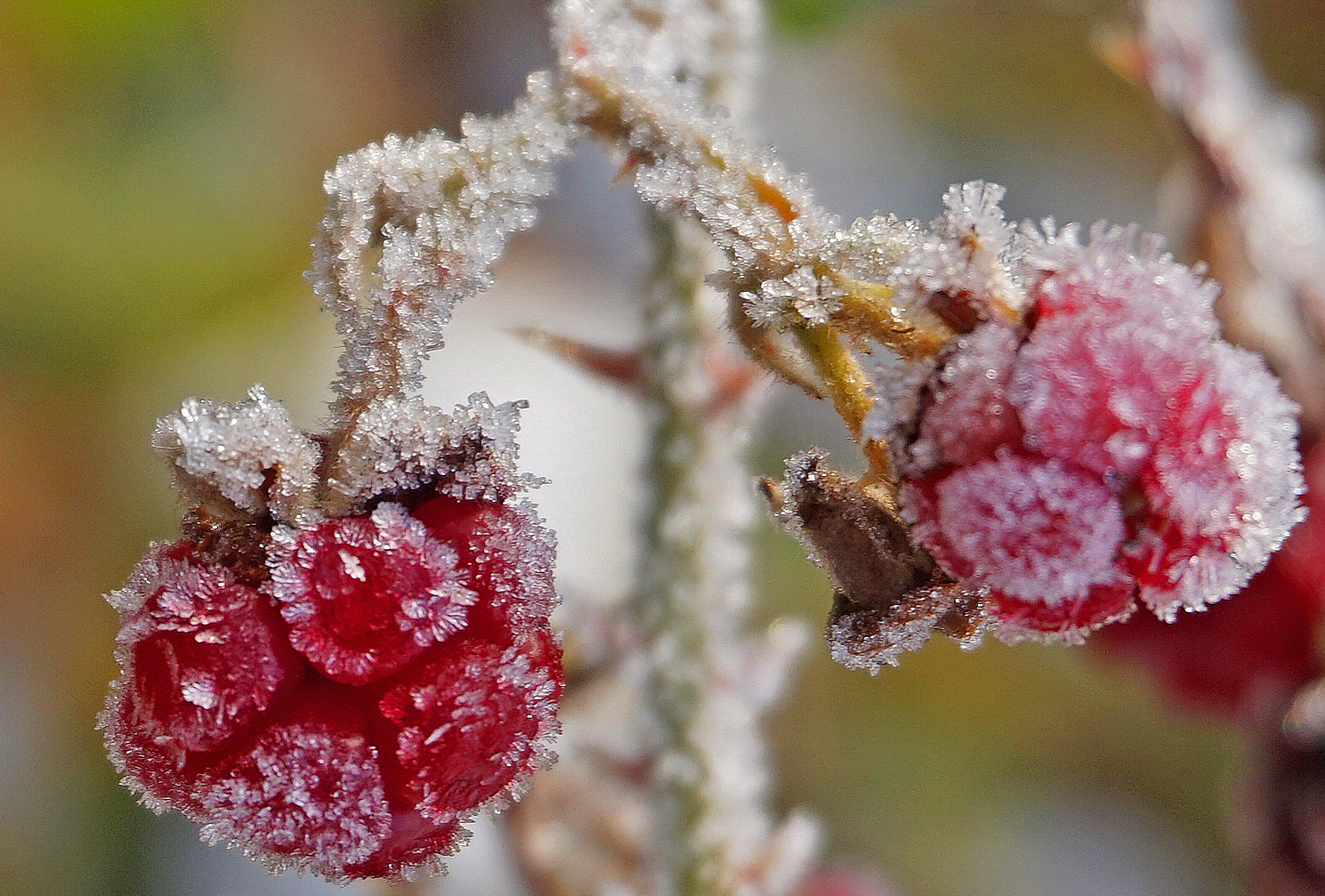 Unreife Brommbeeren mit Frostschmuck