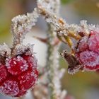 Unreife Brommbeeren mit Frostschmuck