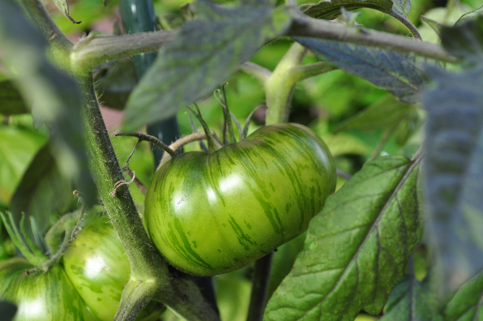 Unreife Chocolate-Stripes-Tomate